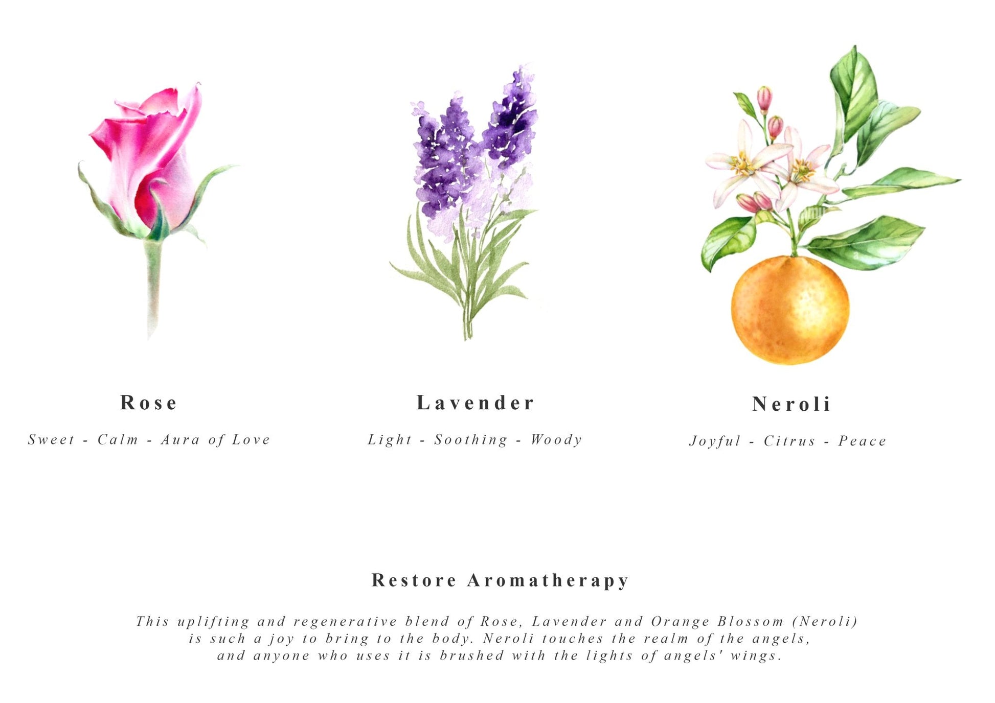 Body Meditation Cleanse & Restore Box