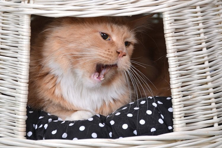softly lit whitewashed wicker cat house with plush cushions, a comforting handmade nook for a napping kitten
