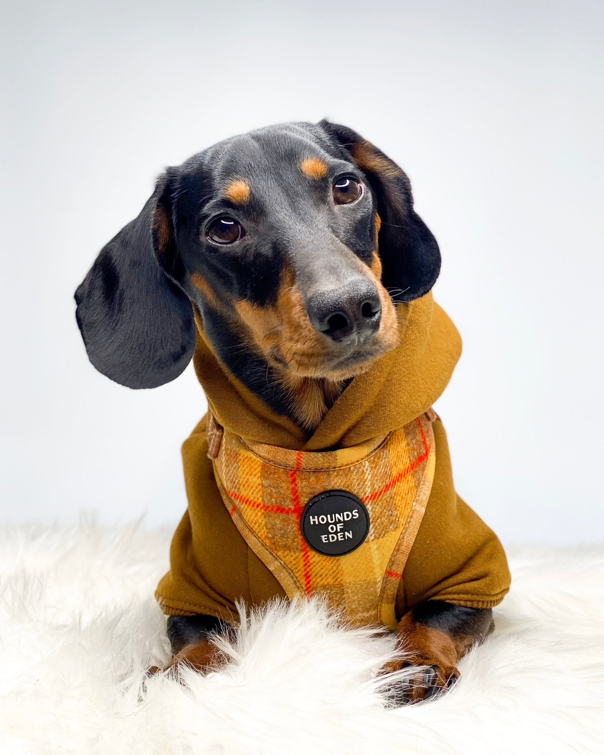 Dog Hoodie - Sky Blue
